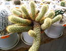 Mammillaria elongata ssp. spini galbeni