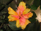 Hibiscus caisa 7