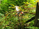 DSCF5035