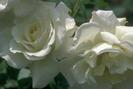 ROSE_W