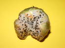 Fruct Lobivia