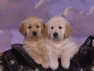 PUP08RK024501