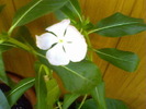 Picture 005