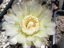 Gymnocalycium uebelmannianum - floare
