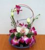 orhidee-dendrobium-maria
