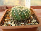 Notocactus concinnus