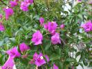 bougainvillea