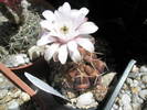 Gymnocalycium asterium - 20.06
