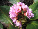 bergenia 6