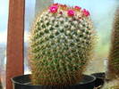 7. Mammillaria ?