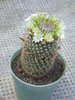 Mamillaria