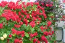 gradina 2008 030