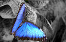 bluebutterflycolorsplash2