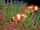 Underwater Camouflage, San Diego, California