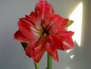 Hippeastrum Lady Jane