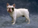 bulldog_francez