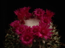 DSC07424