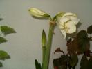 hippeastrum cristmas gift