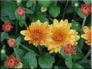 chrysanthemum_x_grandiflorum[1]