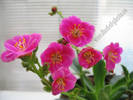 Lewisia ciclam 3