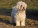 Bichon Havanese