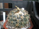 Coryphantha sulcolanata