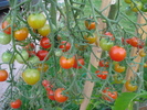 Tomato Sweet Million (2009, Sep.16)