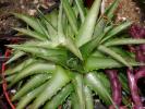 Dykia