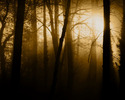 nature (91)