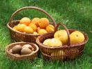 Kiwis-Oranges-Grapefruits-1-MUUSBZX74N-1024x768