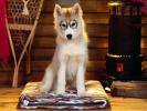 Dogs Wallpaper_ Poze cu Catei 24