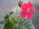 Kohleria Sunshine aa (3)