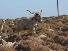 545 - 01 10 07 vers Zakros vallée des morts