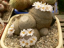mammillaria_lenta_pl.adulta