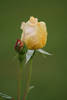 Cassanova buds