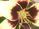DSCI0883