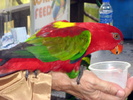 Lory