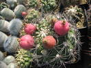 Gymnocalycium saglionis