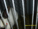 Picture 064