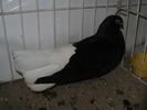 negru ca 5