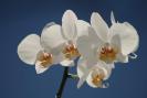 phalaenopsis