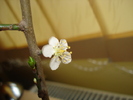 FLOARE DE CORCODUS IN IANUARIE!