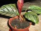 Calathea ornate Sanderiana 847