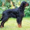 setter-gordon-001