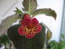 Kohleria Onamnad 5