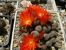 rebutia_heliosa_v.condorensis