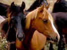 HORSE215