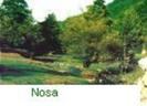 Nosa