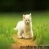 animale__avatare-cu-pisicute-58_jpg_85_cw85_ch85