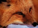 webshots375